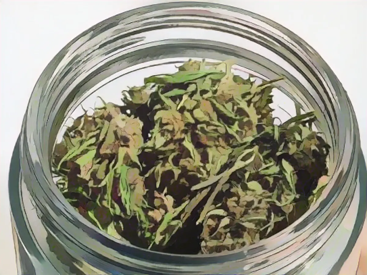 Cannabis: legal possession limit for home cultivation is doubled