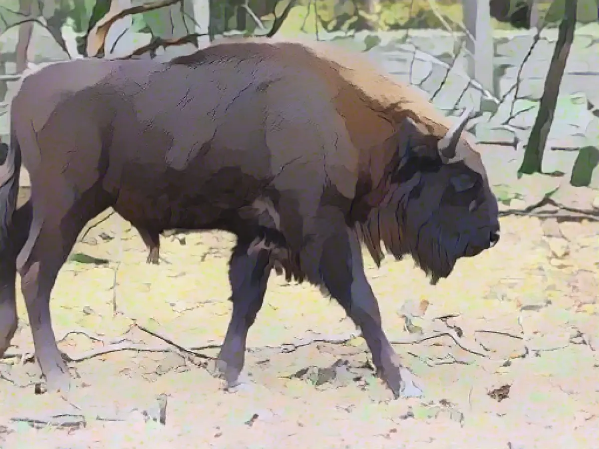 Hanau bison Fadi survived his trip to the Caucasus well