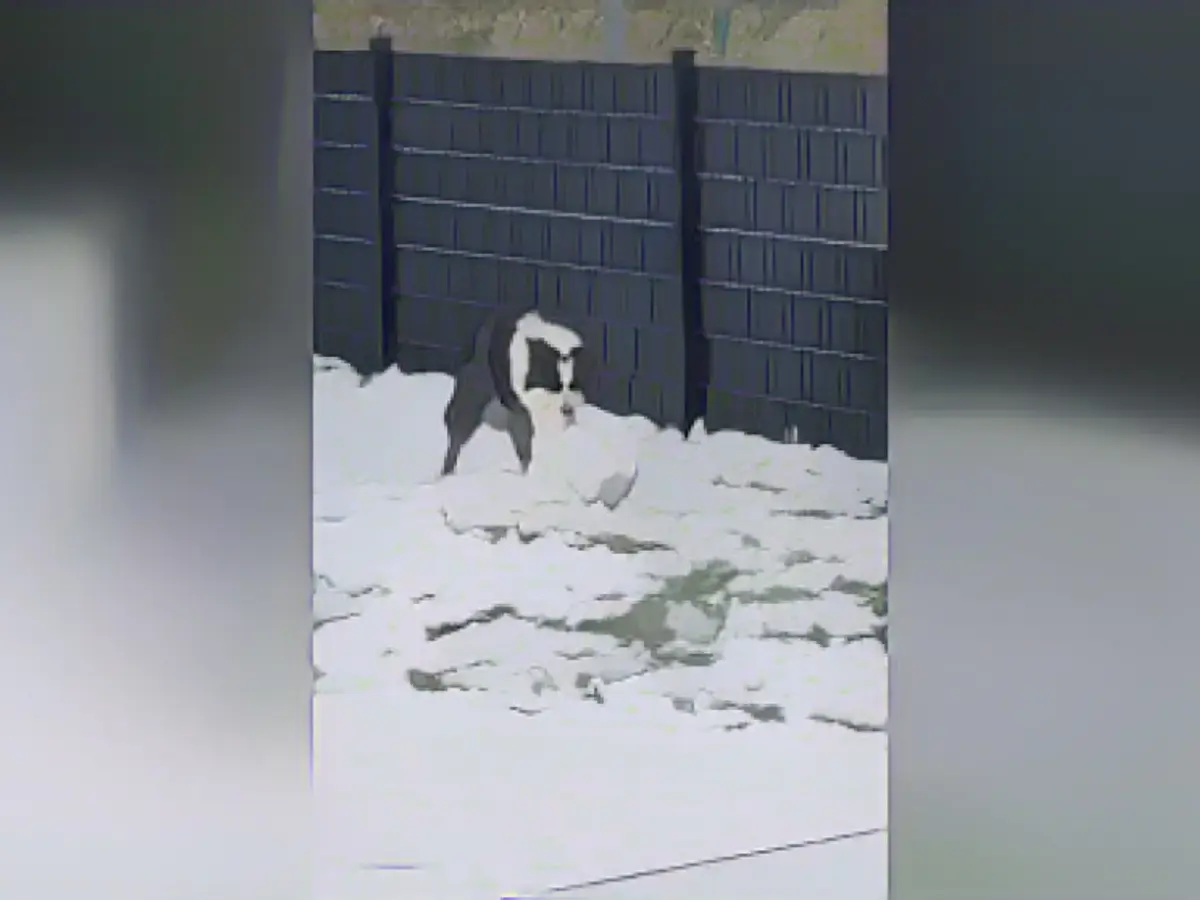 This dog is building a snowman