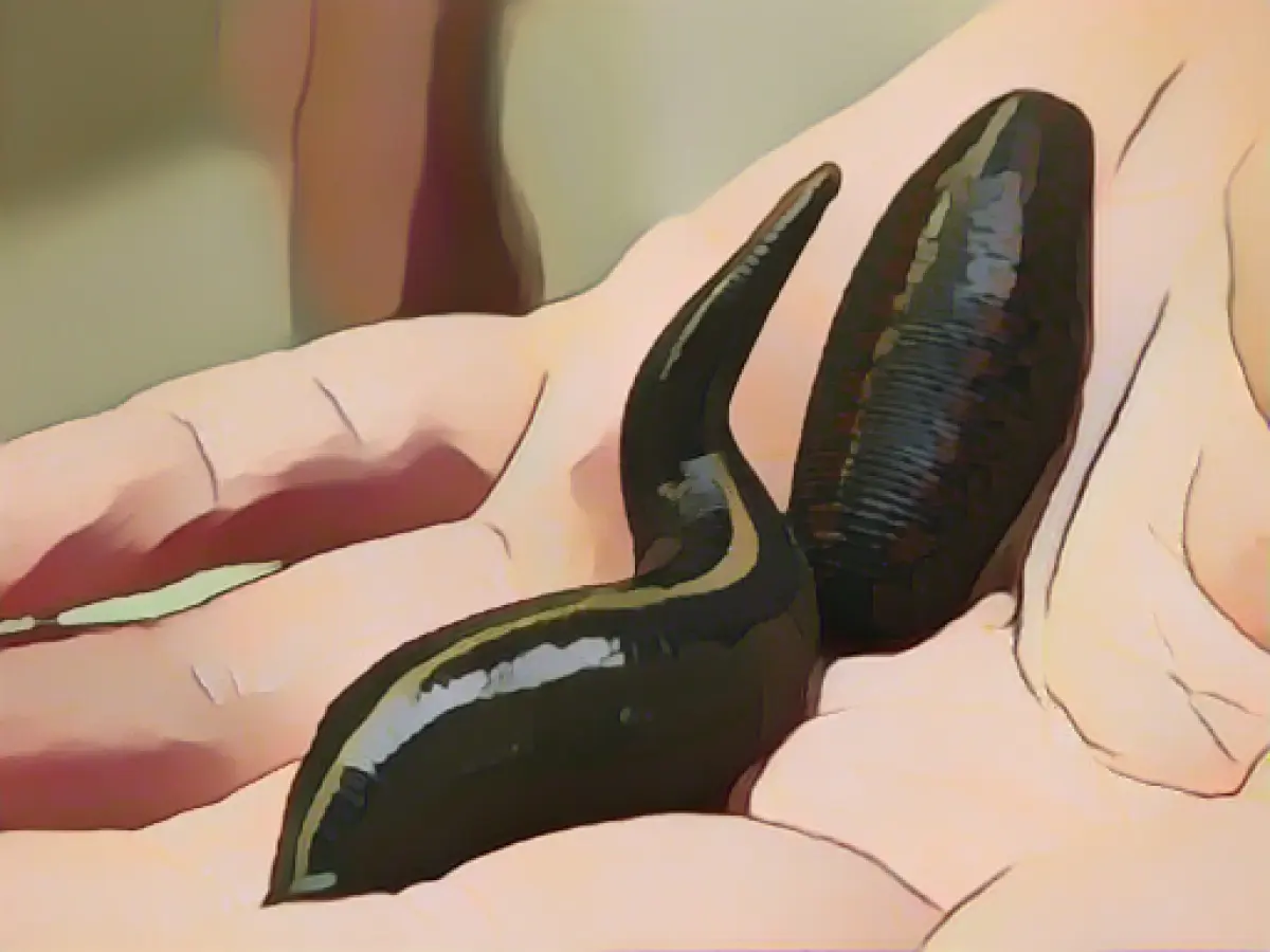 Customs discover 138 leeches in luggage at the airport