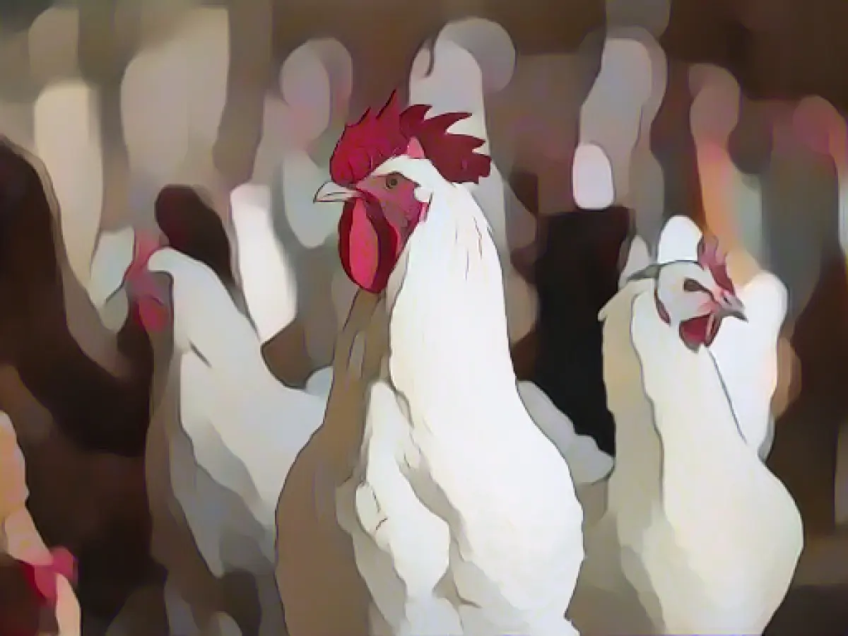 Avian influenza in chickens in the Schleswig-Flensburg district