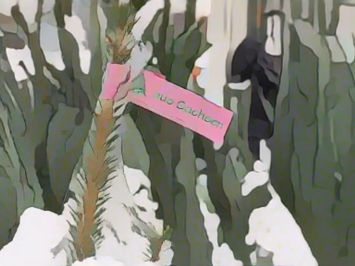 Christmas tree sales start in Saxony