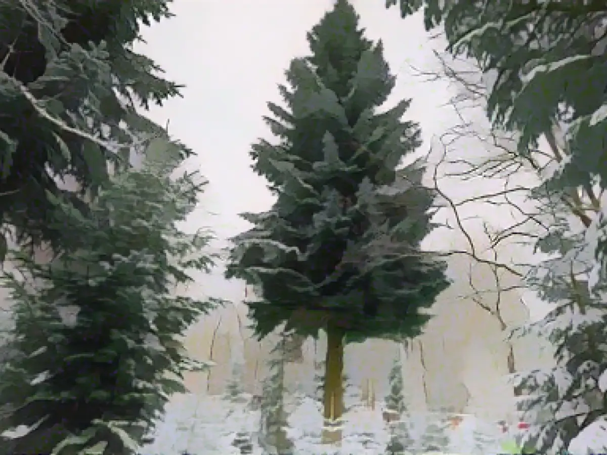 Germany imports significantly fewer Christmas trees