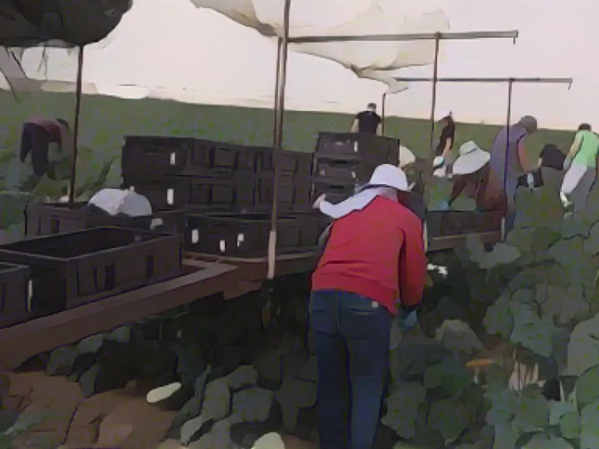 "Without them, the markets would probably be empty": how volunteers keep Israeli agriculture alive