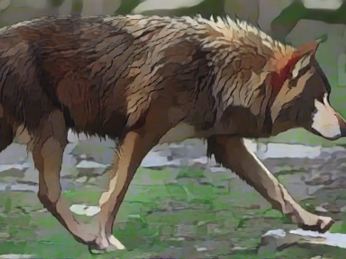 Federal states want faster wolf culls from spring