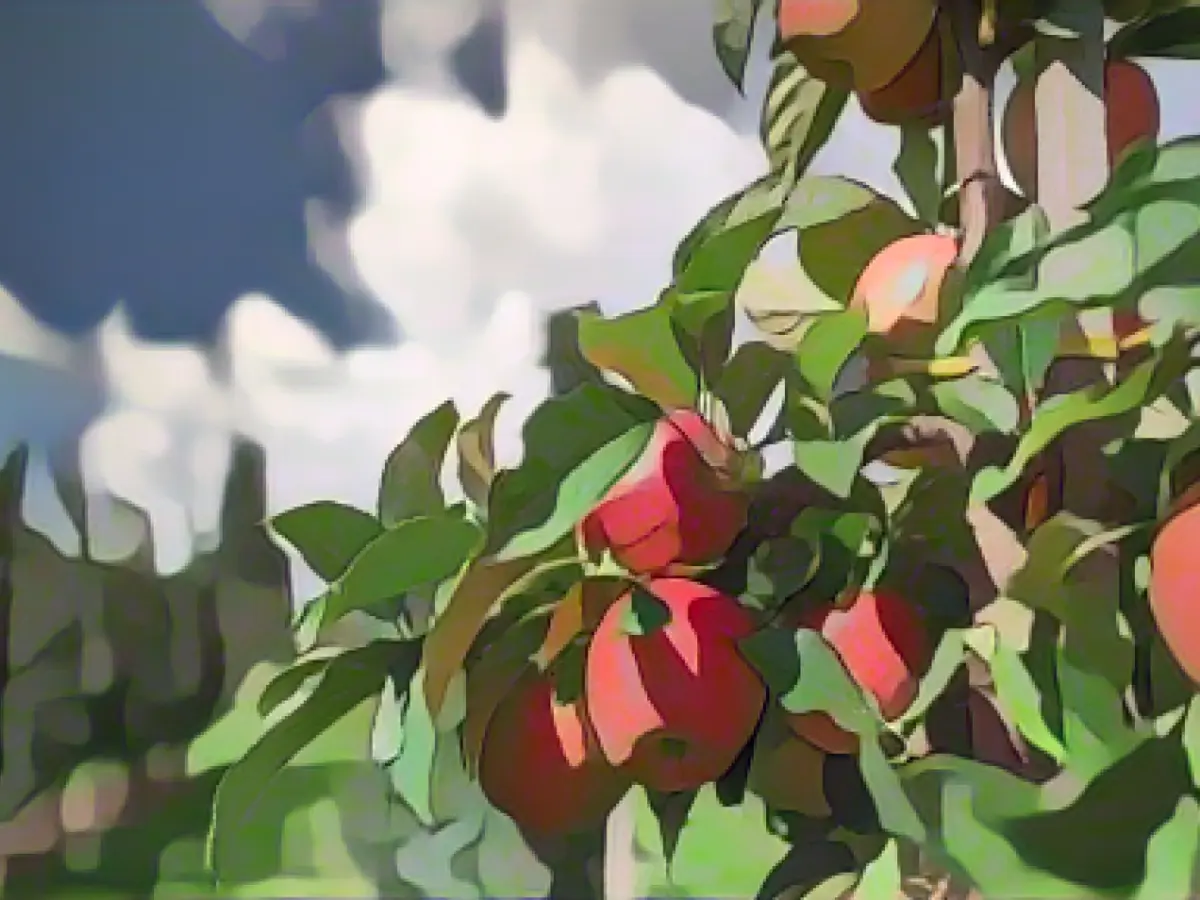 Positive balance of the apple harvest in the Altes Land