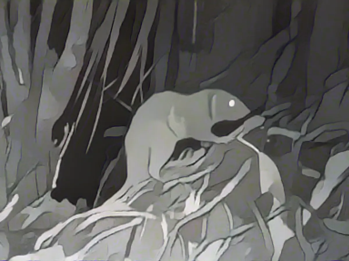 South Sea giant rats fall into camera trap - but the first photos could be the last