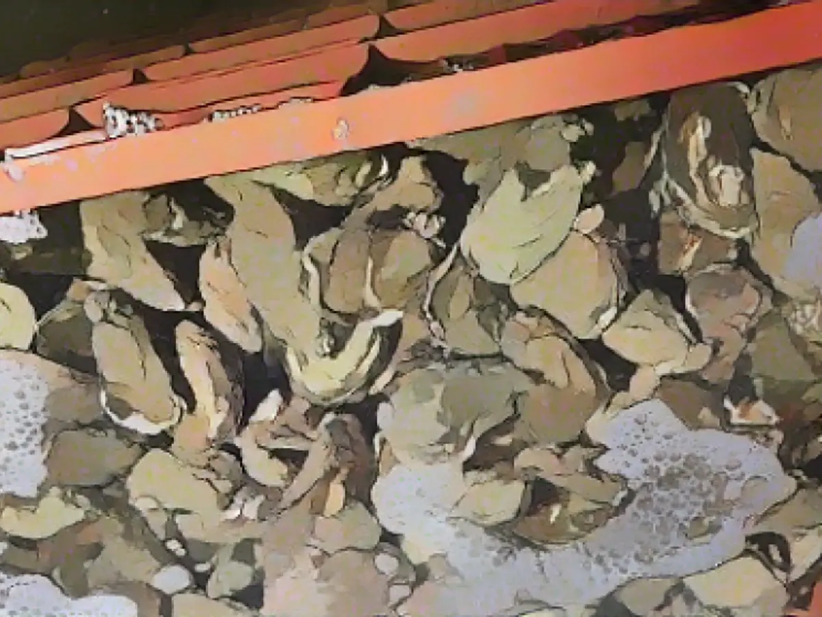 Oyster catastrophe looms on Sylt