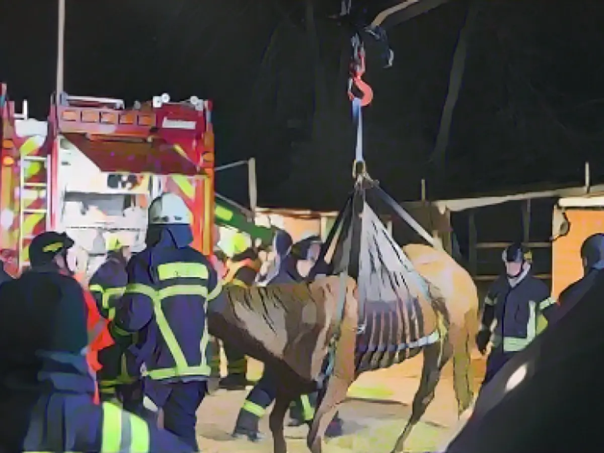 Horse stuck up to its head in slurry pit