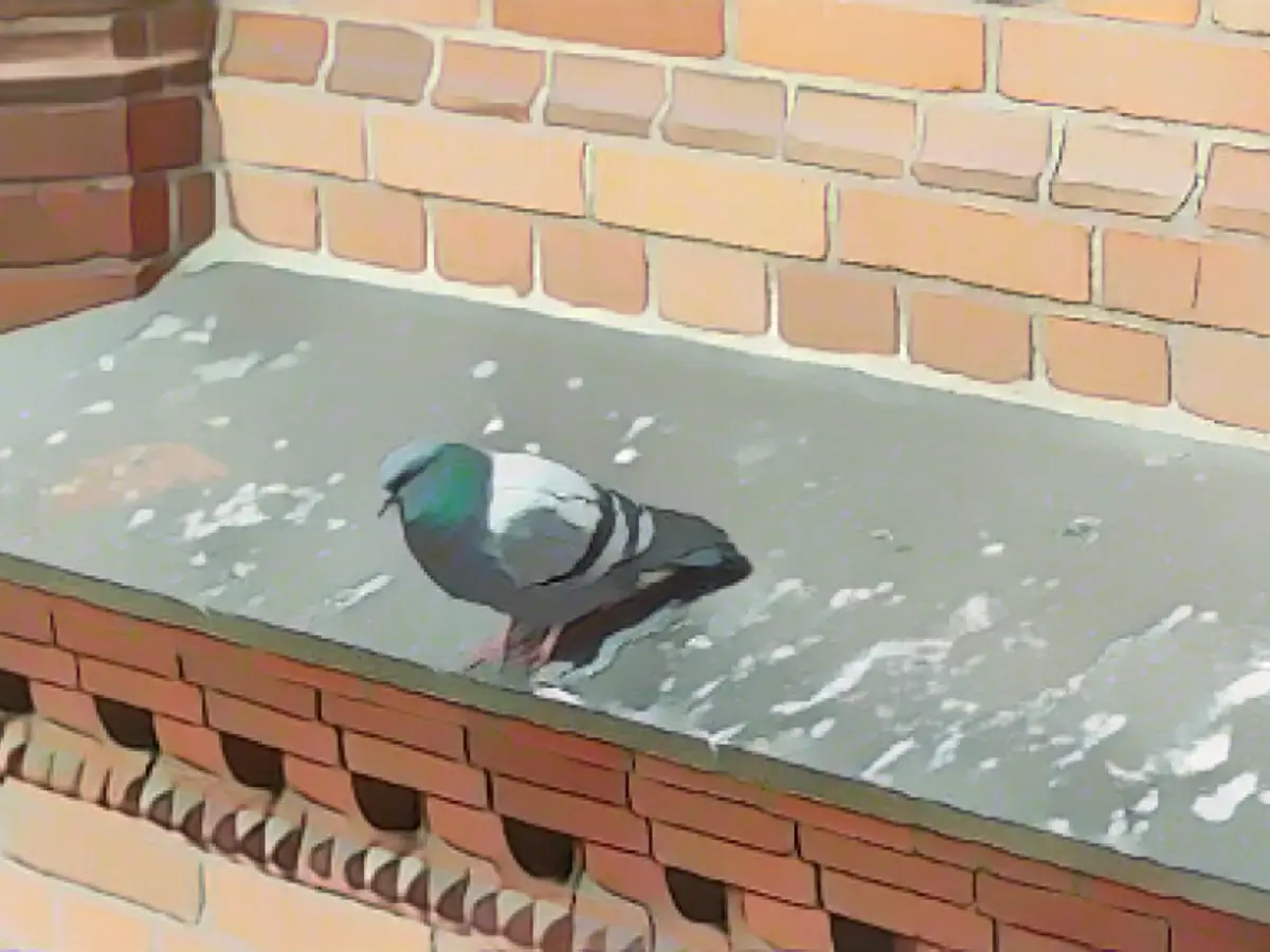 Expensive pigeon droppings problem in the Rotes Rathaus