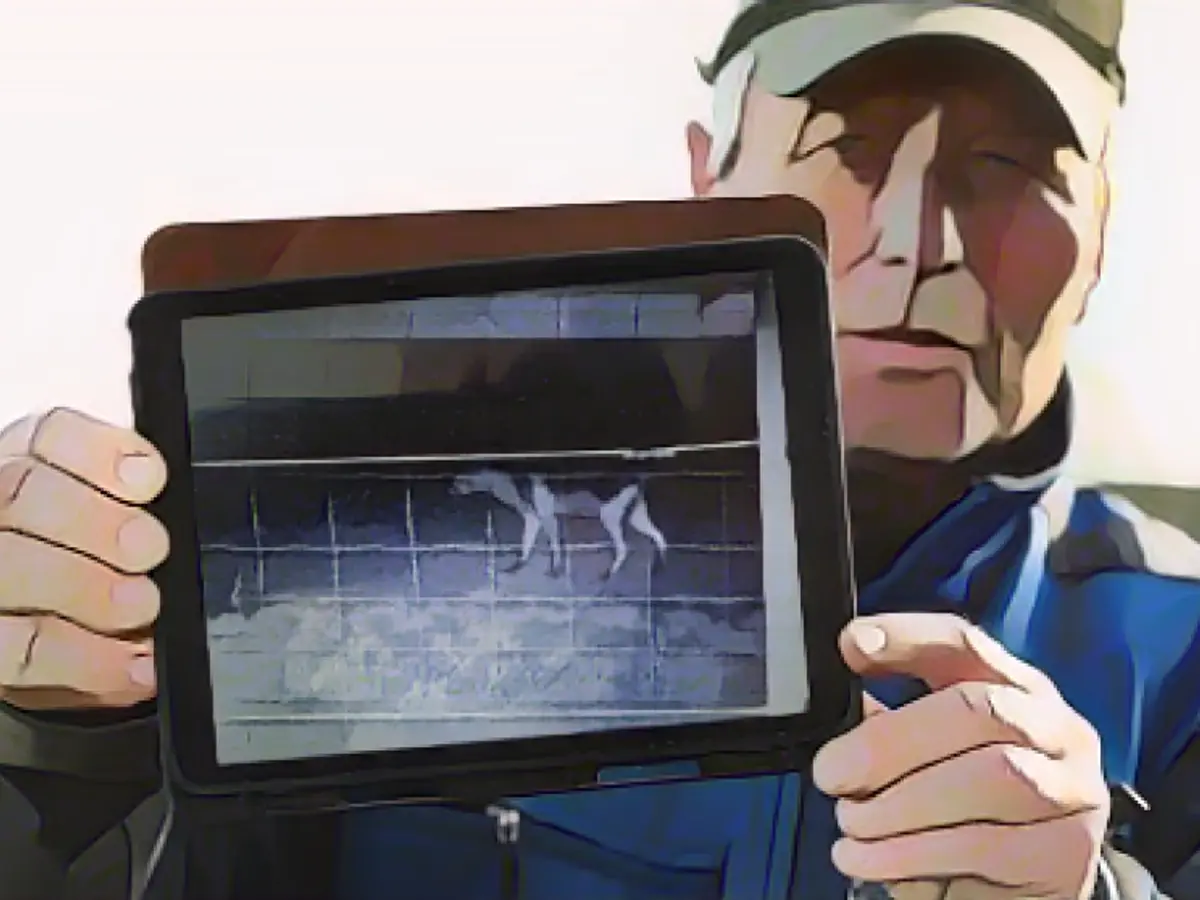 Does this photo show a wolf, a fox or a cat?