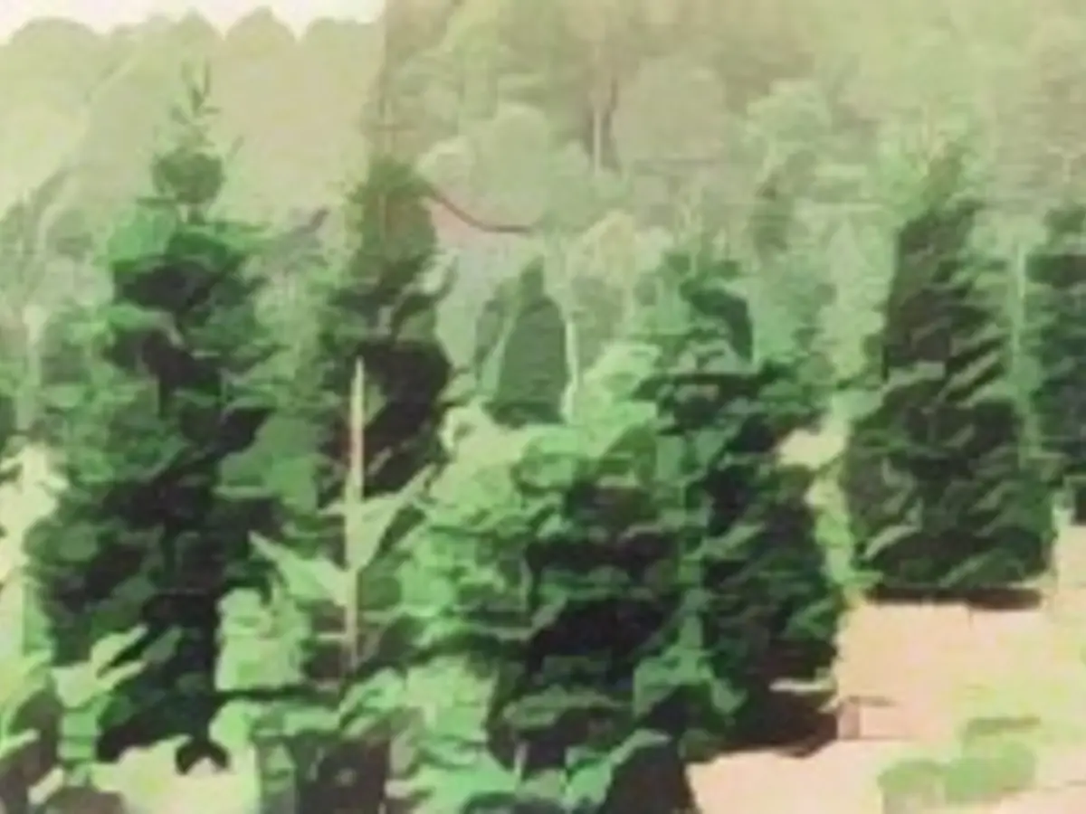 In recent decades, Christmas trees have become less authentic on the charts