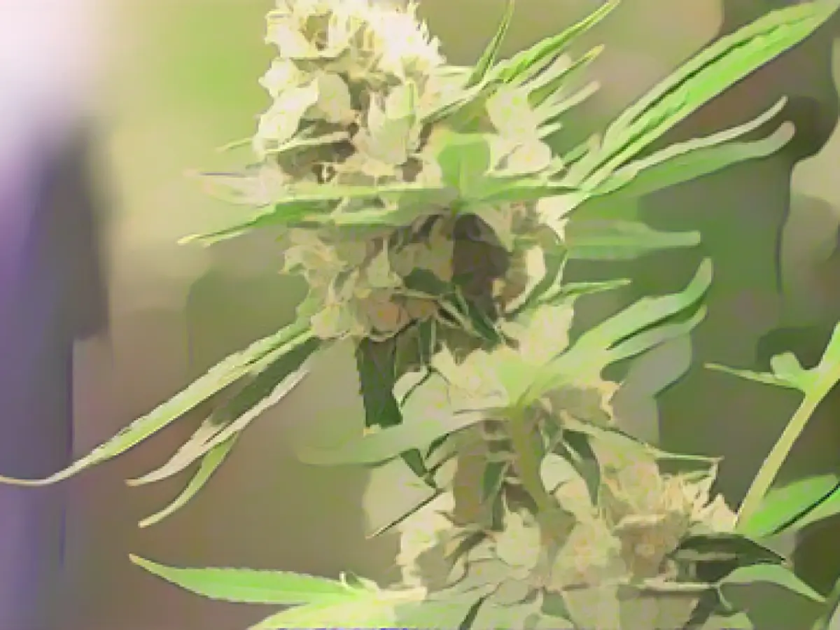 Drug deal with several kilos of marijuana: man in custody