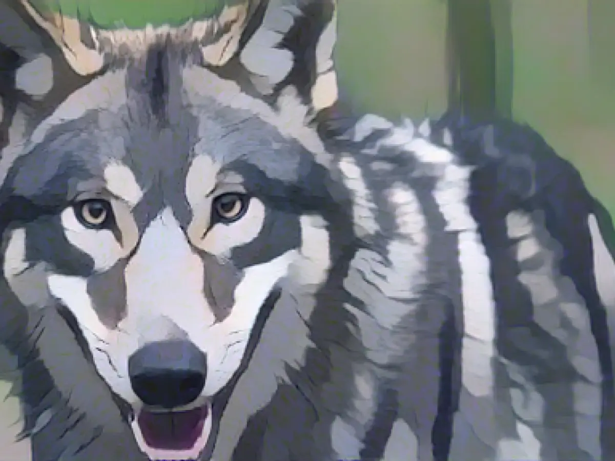 Number of wolves in Saxony-Anhalt continues to rise, but fewer kills