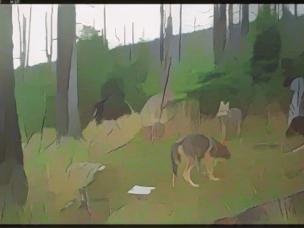 This is how many wolves now live in Saxony-Anhalt