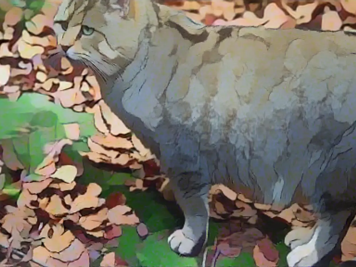 Wildcats are spreading again in NRW