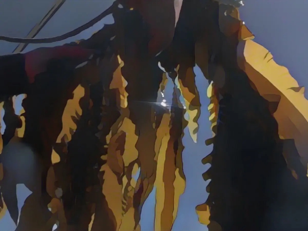 The company behind Tide and Bounty commits to net-zero emissions by 2040