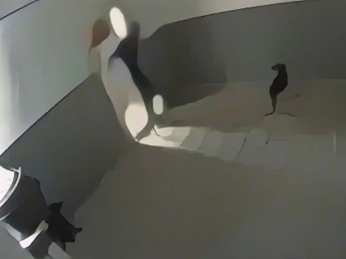 Mistreatment instead of care: suspected animal cruelty at a prestigious kennel - police investigate