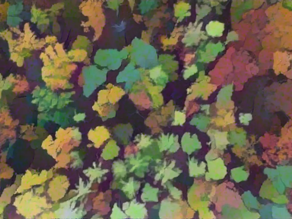 Trees still severely damaged after years of extreme weather