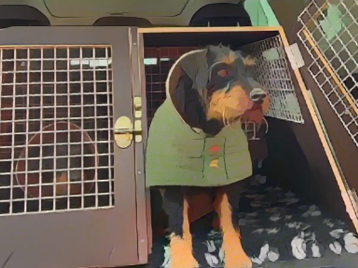 Dog Bruni rescued from 25-meter pipe