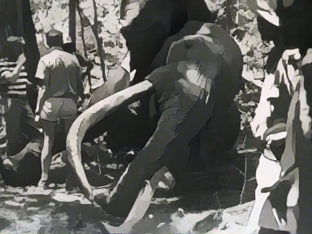 The legendary elephant bull Ahmed: a king with animal and human bodyguards