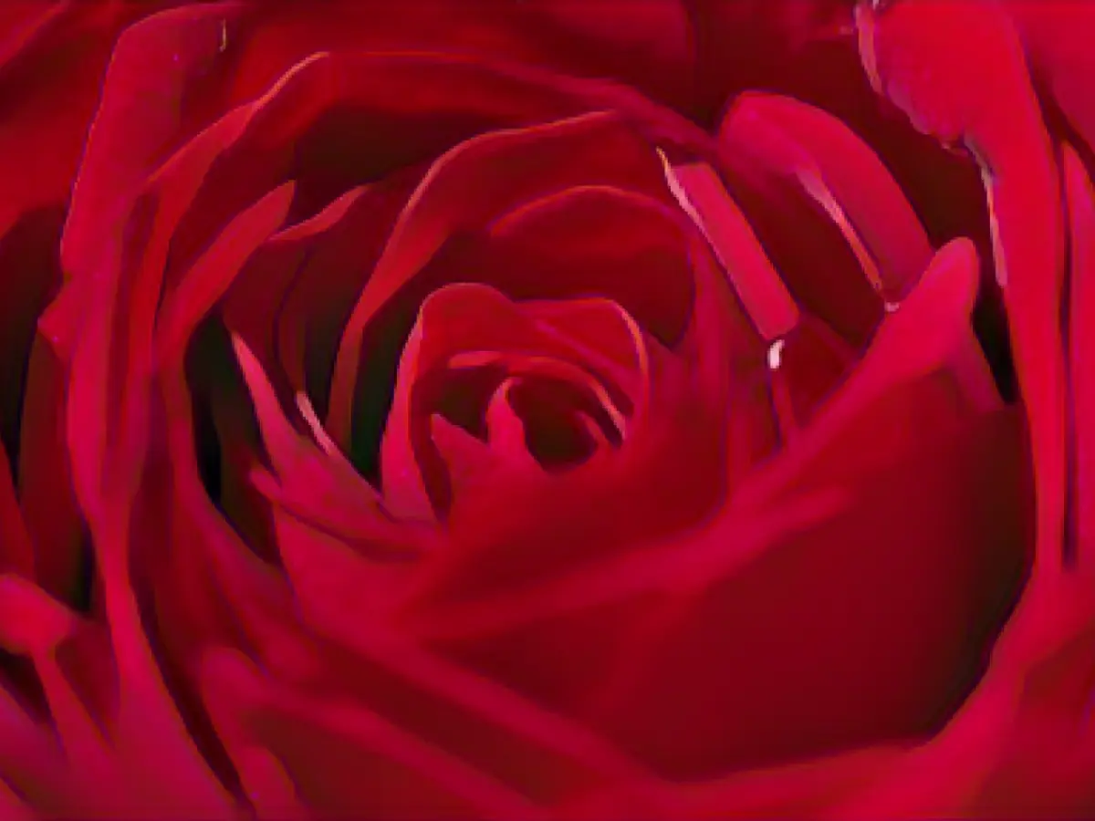 Competition or buddies? First details about "The Bachelors"