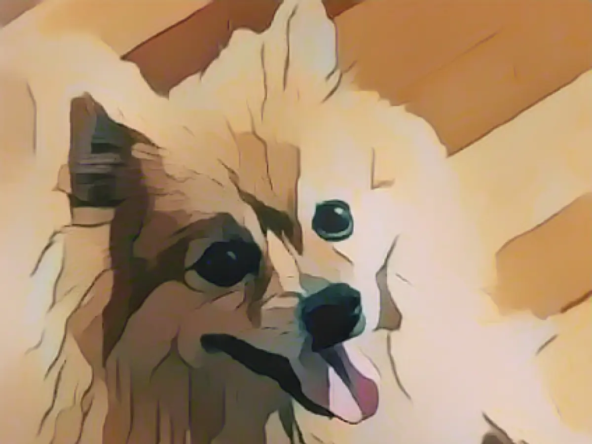 Heartless master locks Spitz alone in mini-bath for days