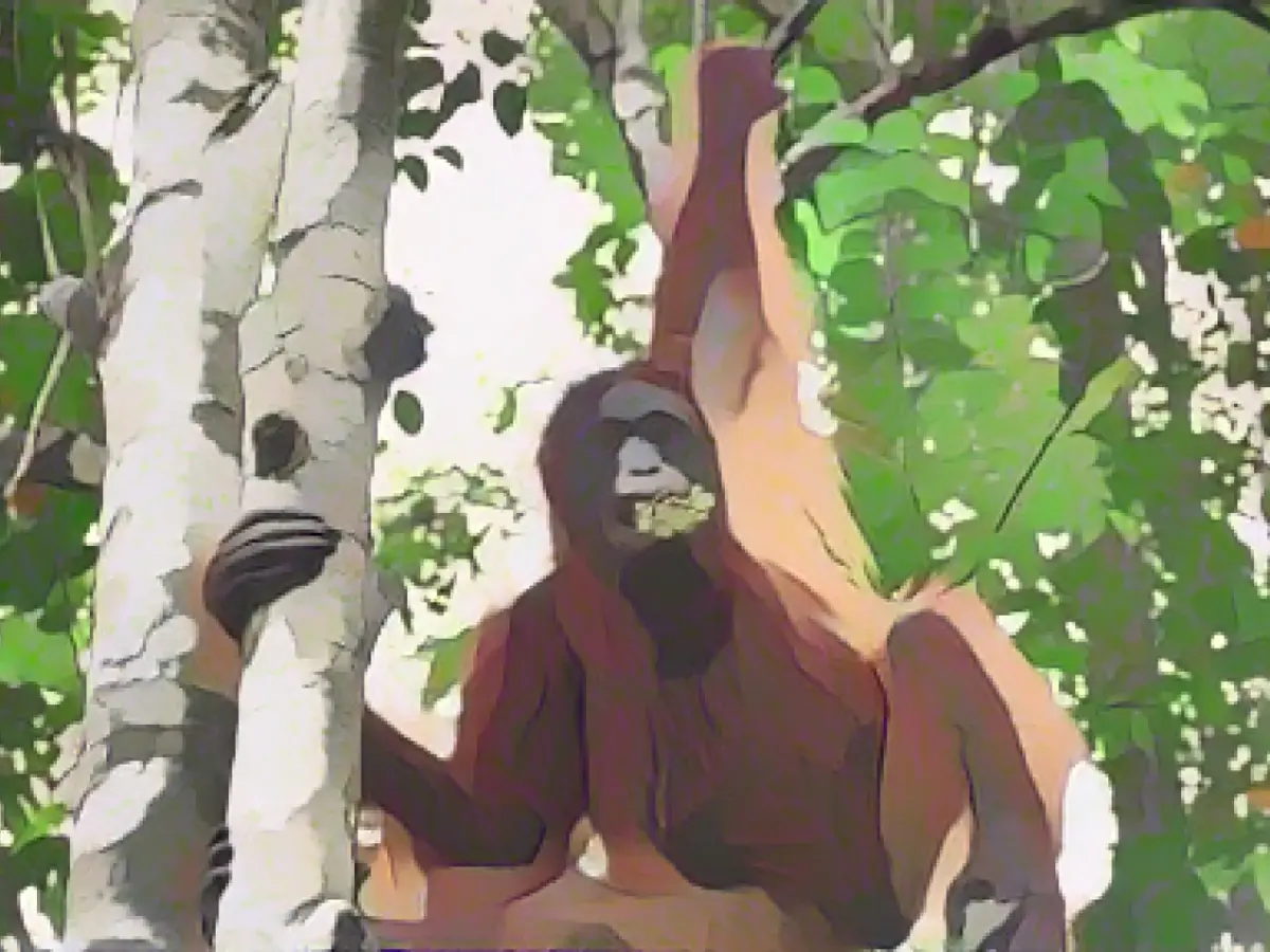 Orangutan on drugs: Taymur's long road to freedom