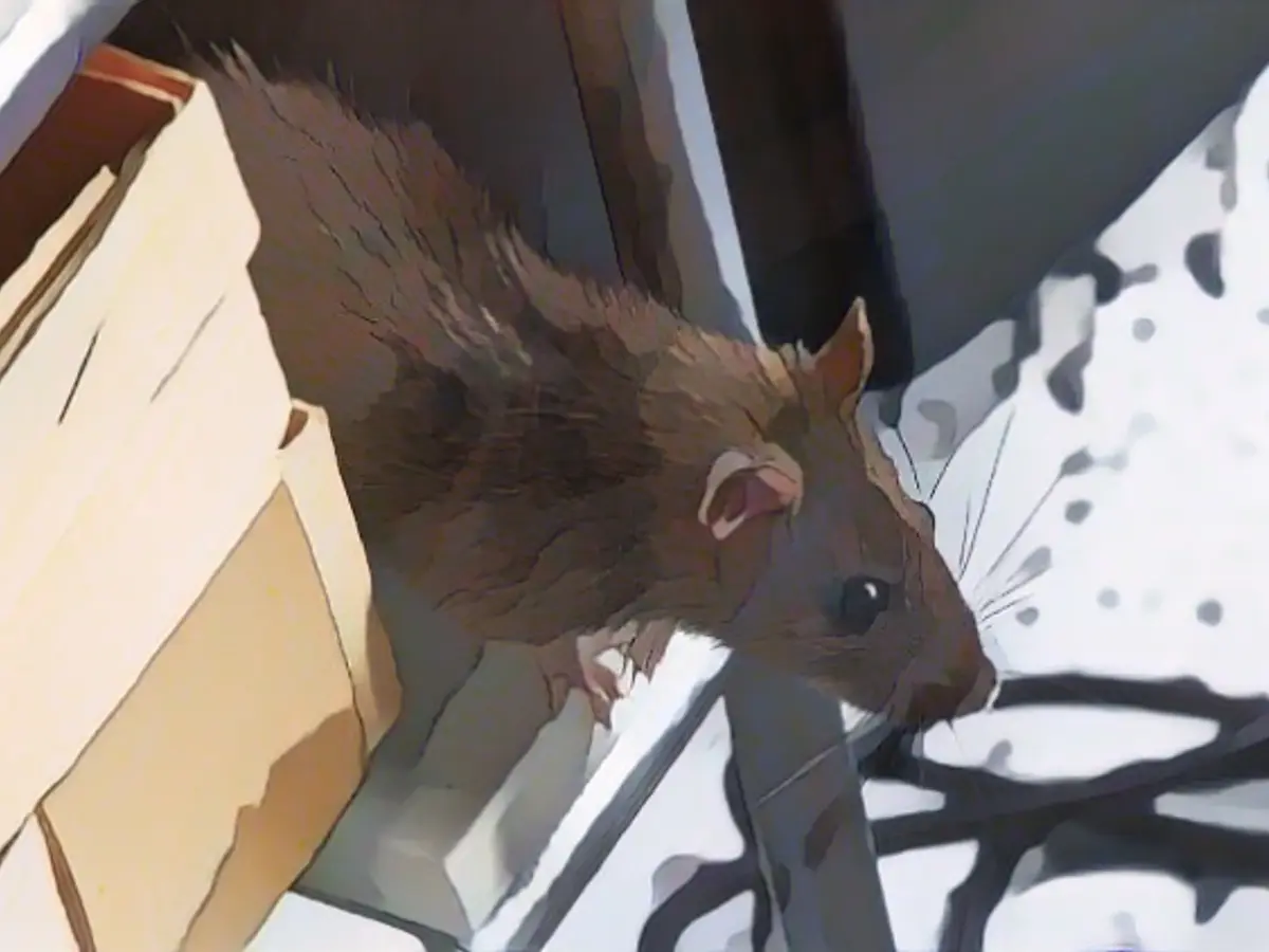 Elementary school cuts lessons due to rat infestation