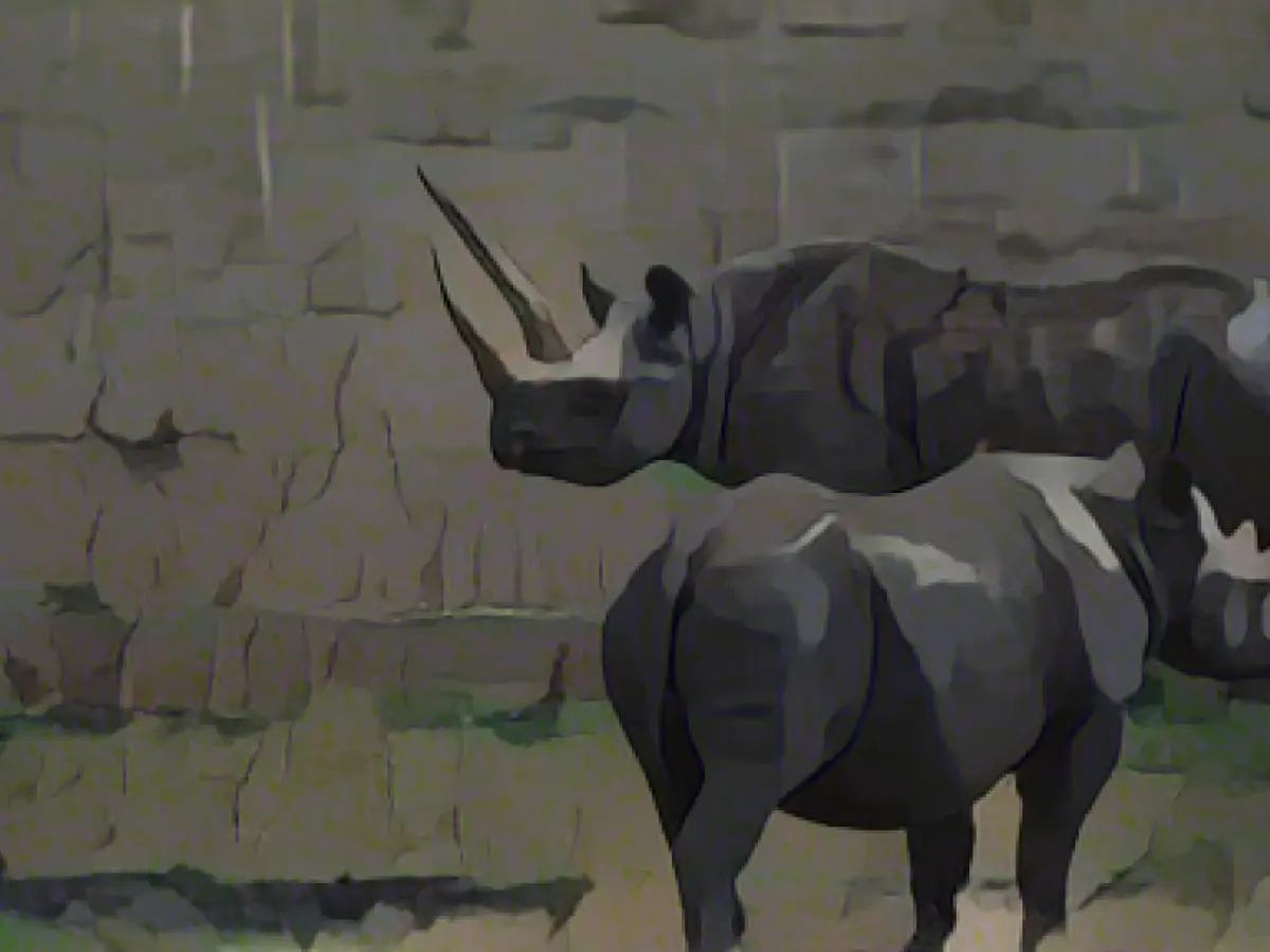 Last southern black rhino in Europe dies in Frankfurt am Main