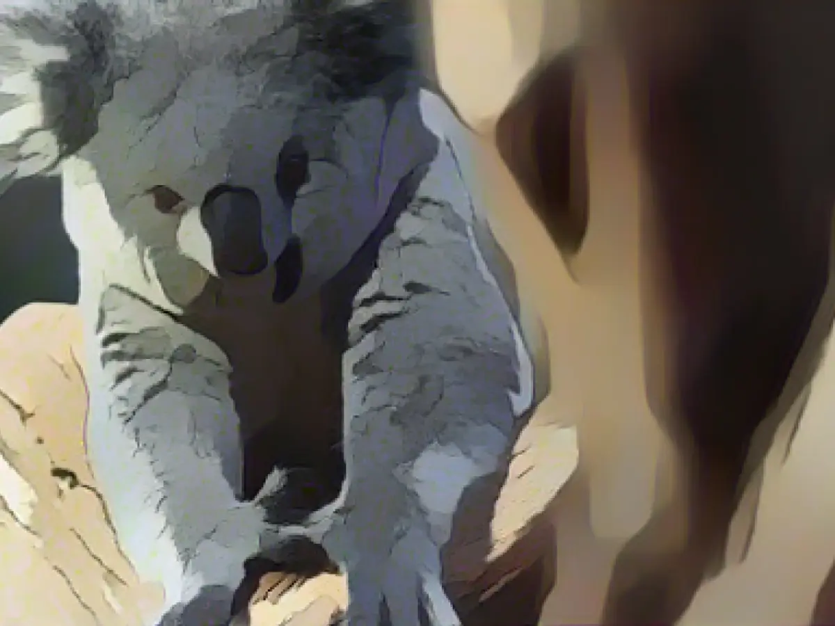 New female koala feels at home at Leipzig Zoo