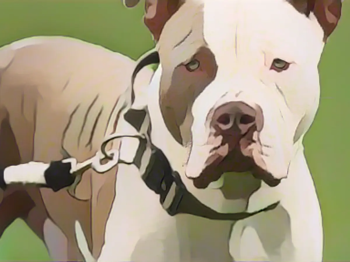 England: Ban on XL Bullies - many dogs face death