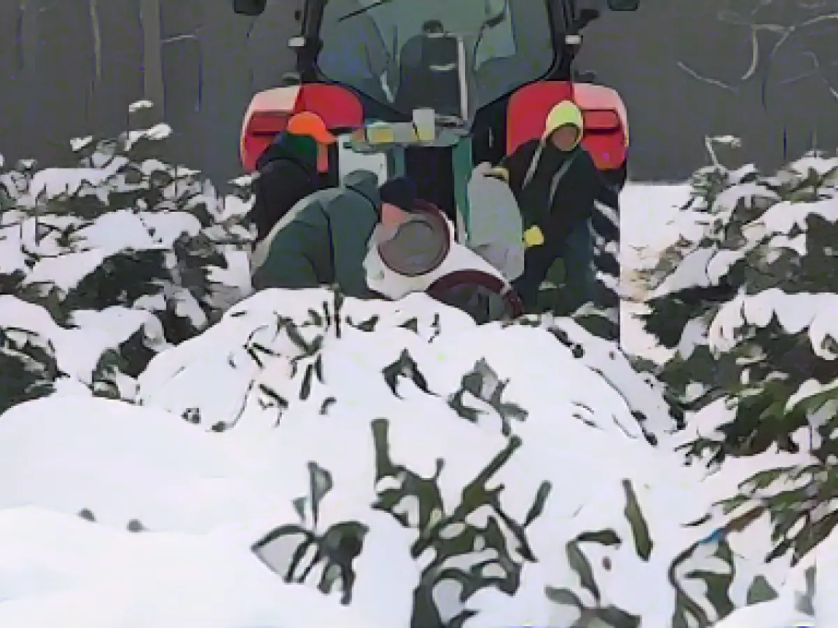 Snow makes Christmas tree harvest difficult