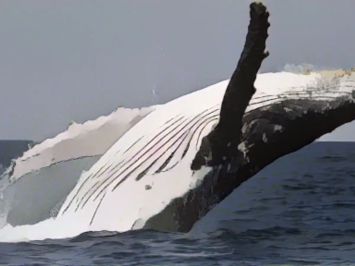 How climate change threatens whales and dolphins