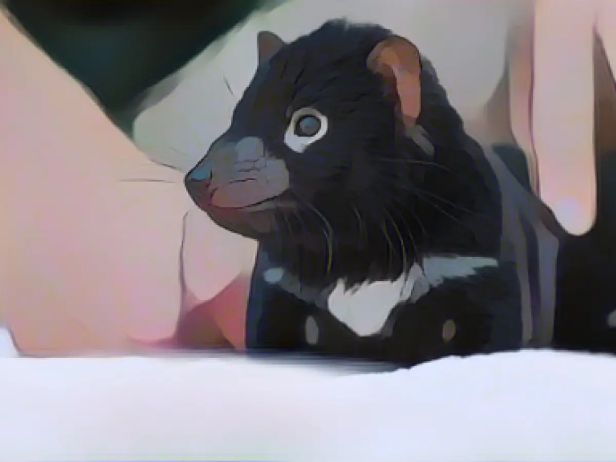 Baby boom for endangered species in Australia