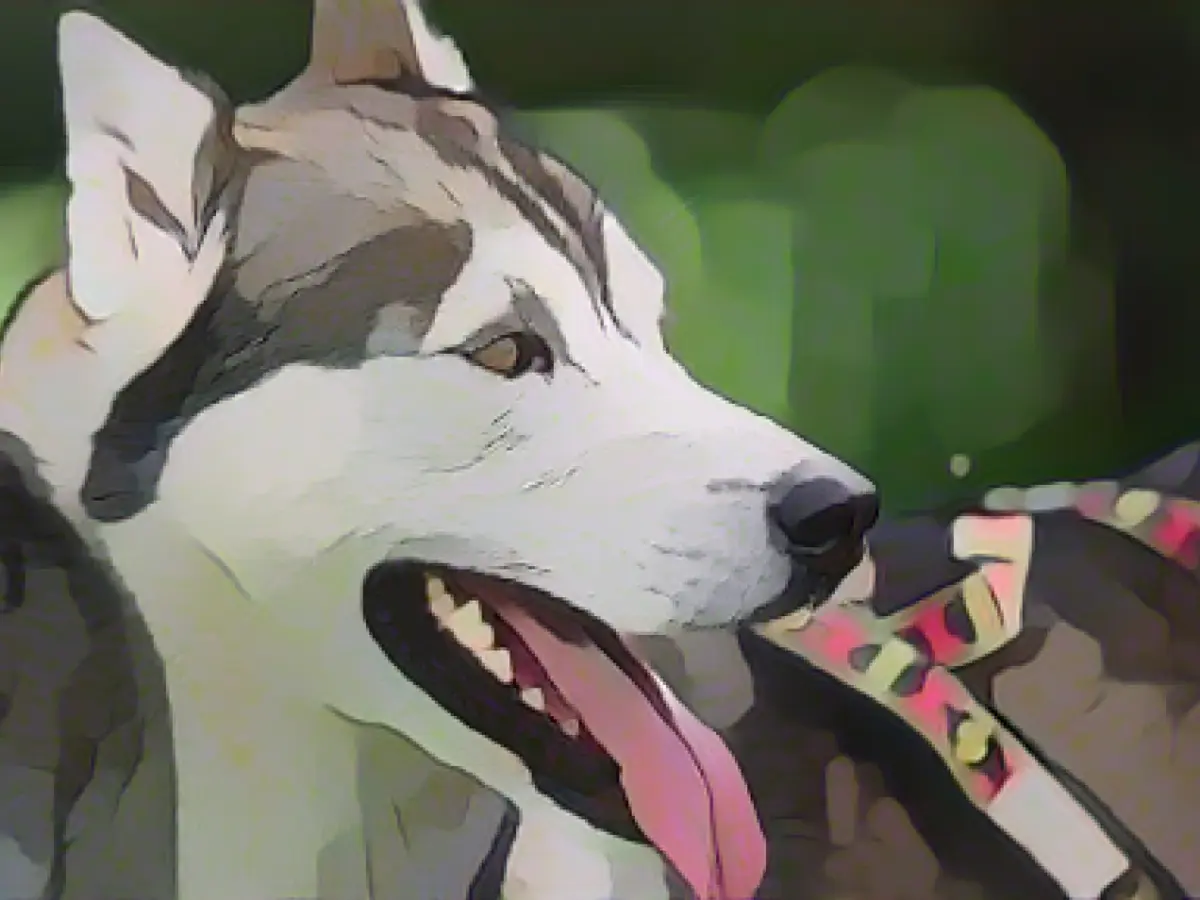 Hundreds of sled dogs chase over golf course