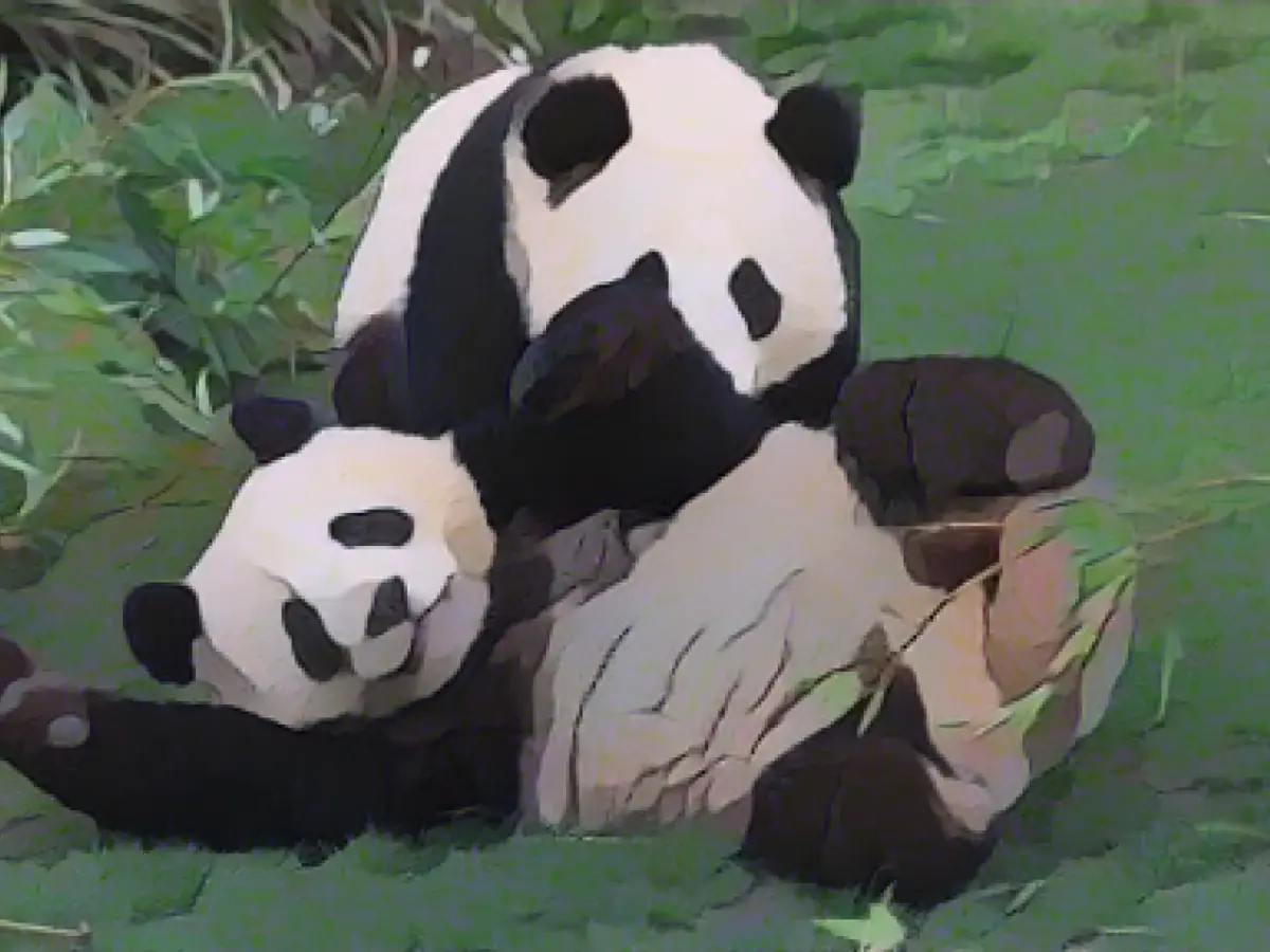 Farewell: Panda brothers soon to leave Berlin Zoo