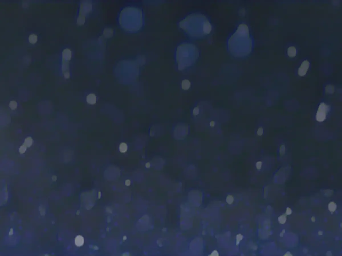 PhD. Kwane Stewart, who cared for homeless pets, named CNN Hero of the Year