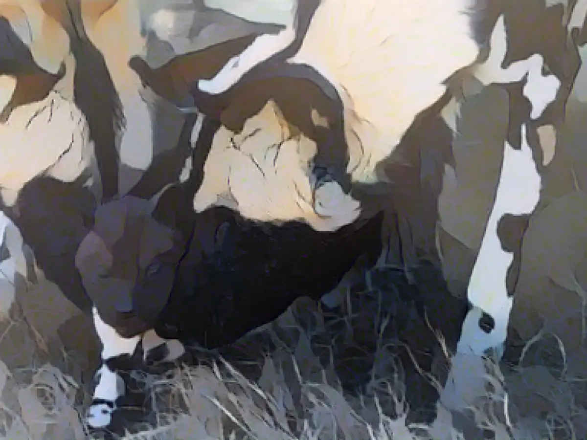 Endangered African hound pup born at Oklahoma City Zoo