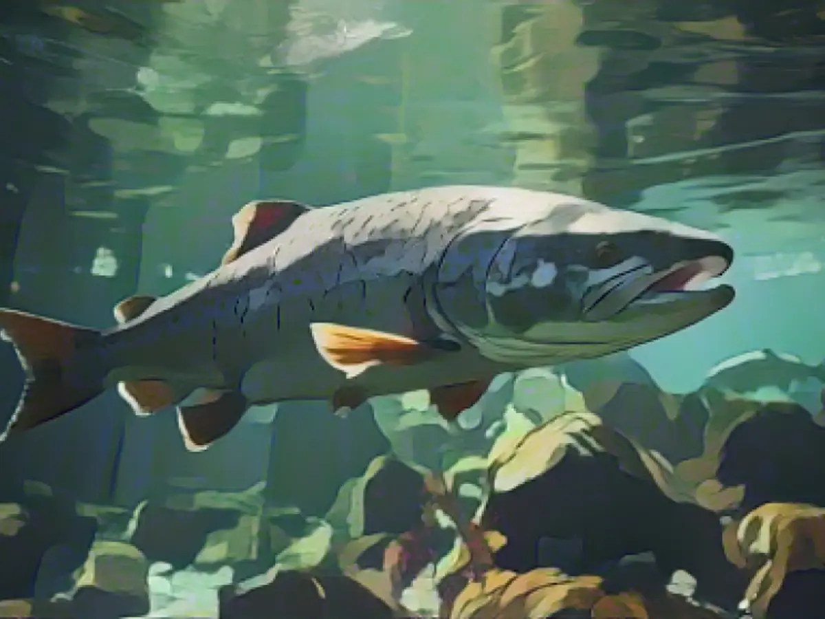 A quarter of freshwater fish could become extinct