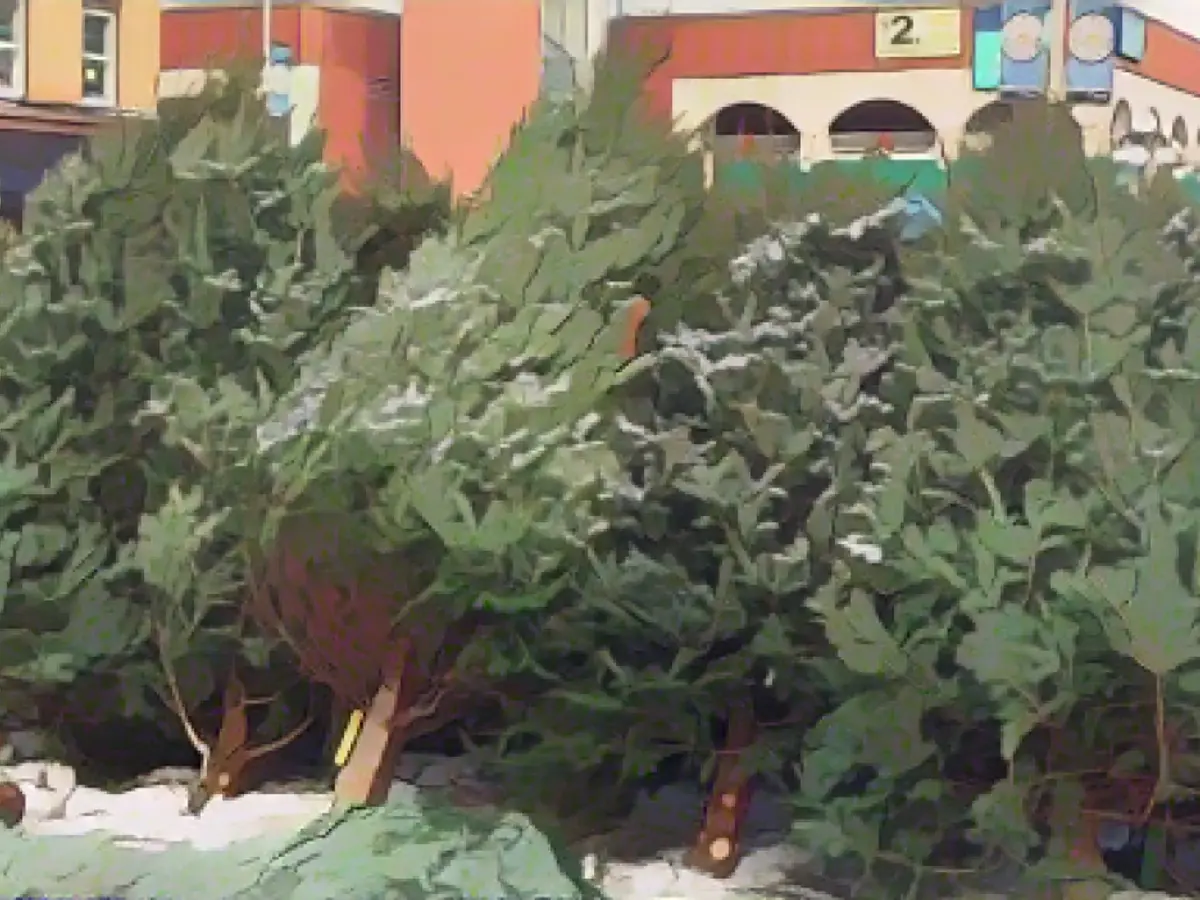 The 15 Best Types of Live Christmas Trees (And Which Ones to Choose)