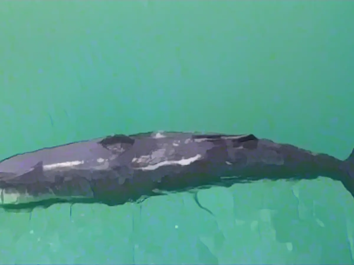 Sick whale dies after beaching