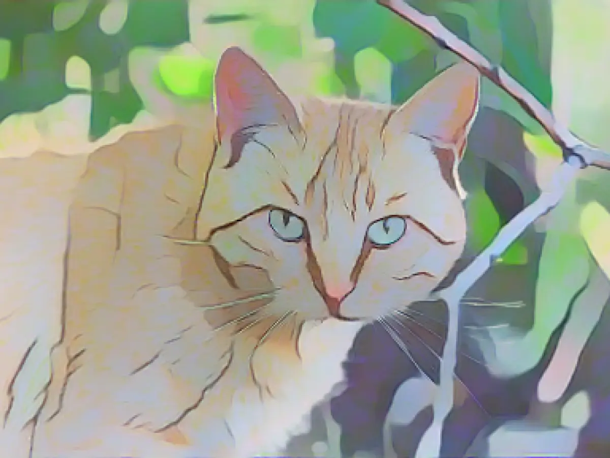 Cats and their "poker face" - Artificial intelligence decodes facial expressions