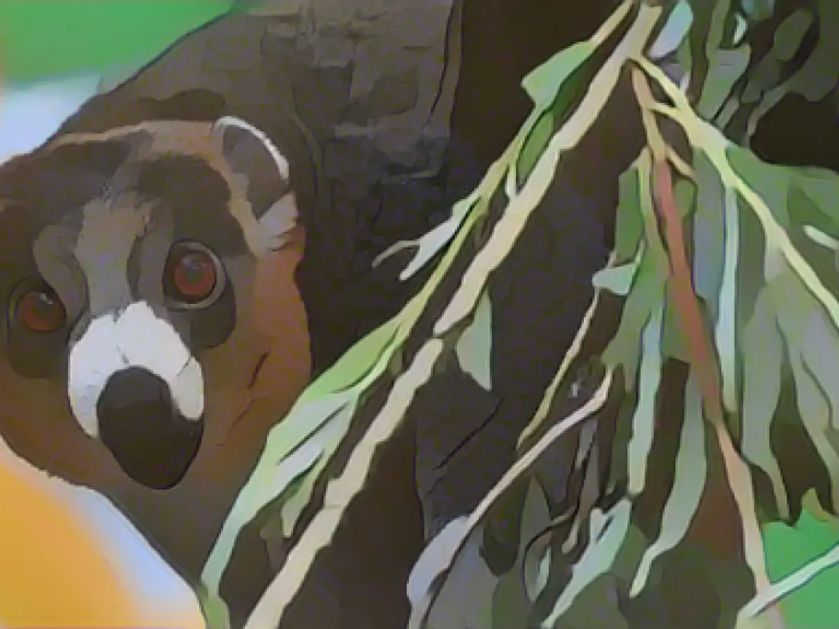 Rare lemur species moves to Cologne Zoo