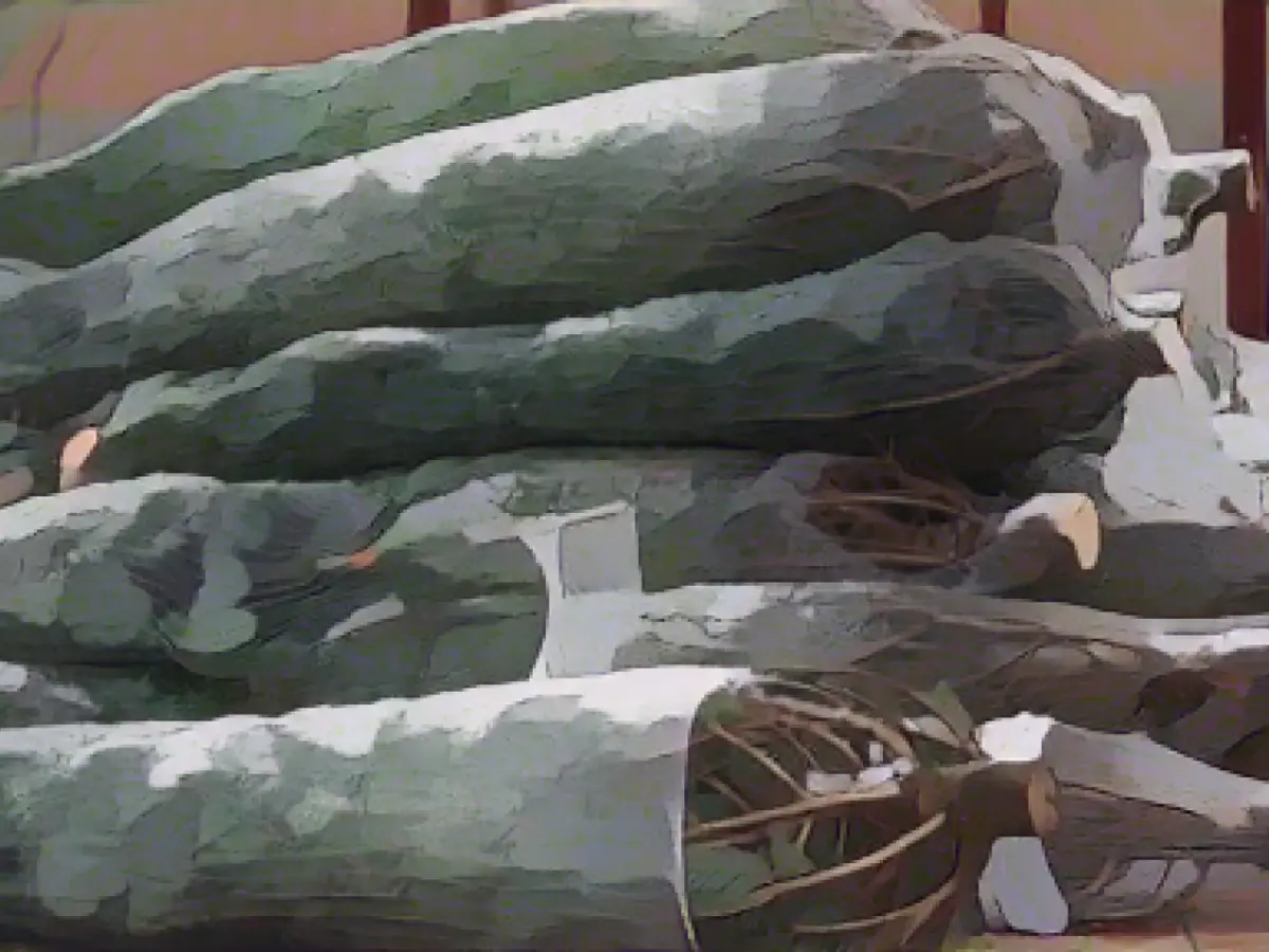 50 Christmas trees stolen in Greifswald