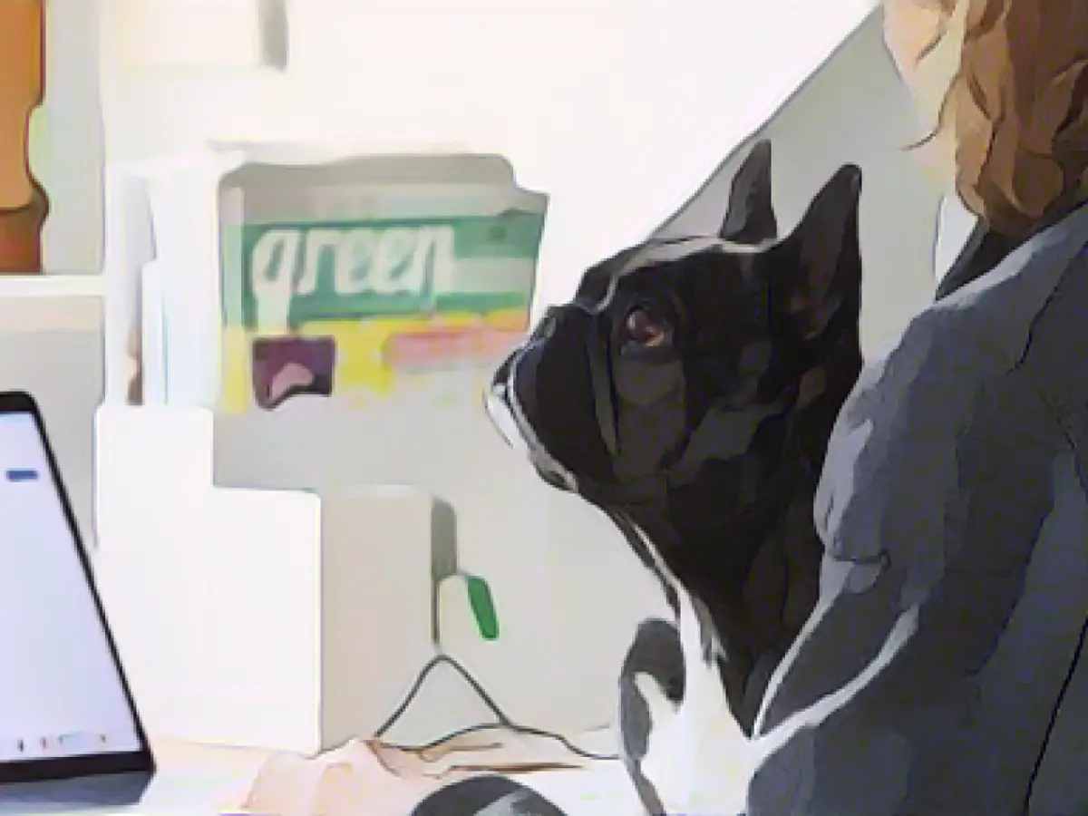 Employees on four legs - more office dogs since Corona