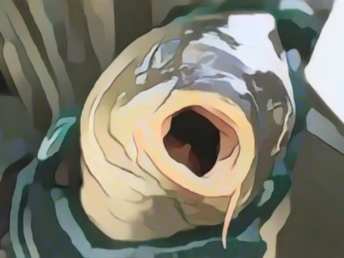 Almost three quarters of all carp come from Bavaria and Saxony