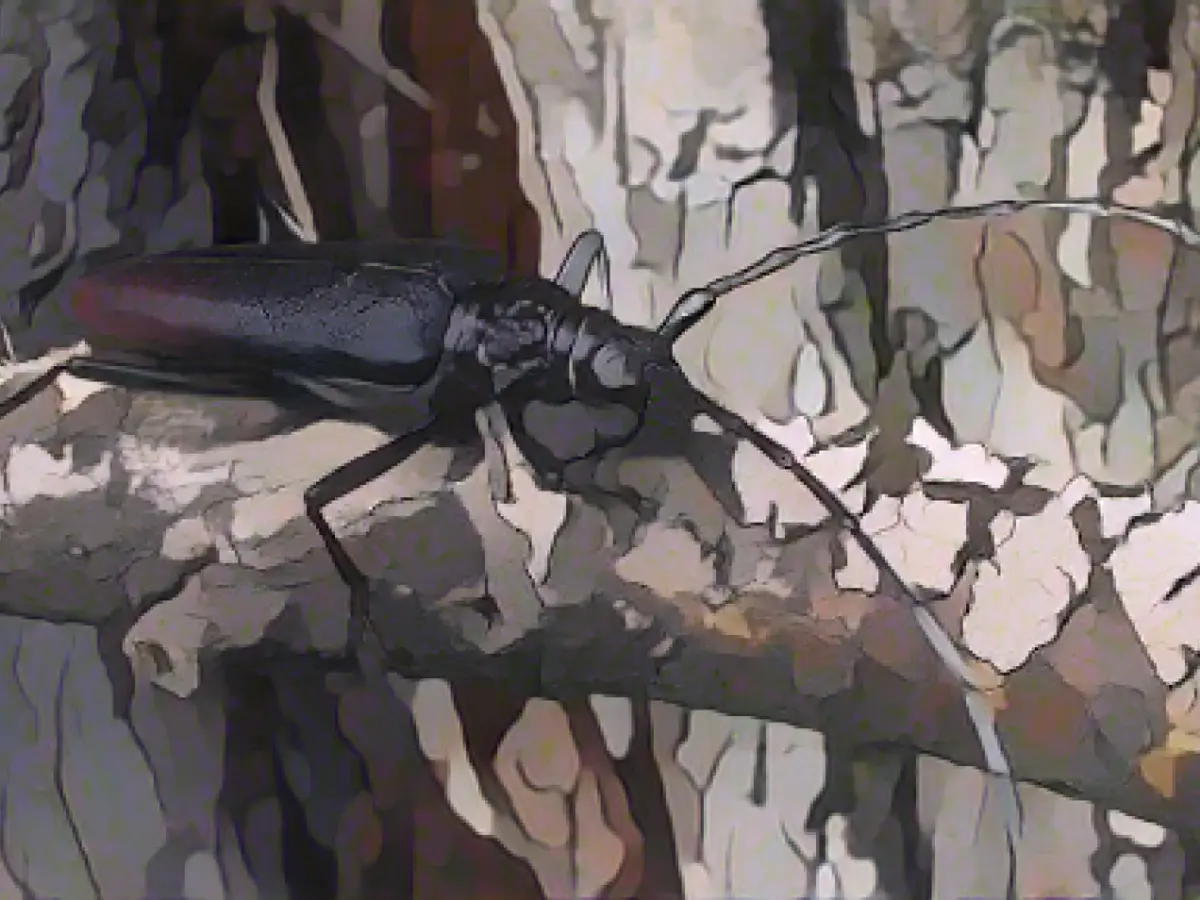 Forester discovers almost extinct beetle in Lower Franconia