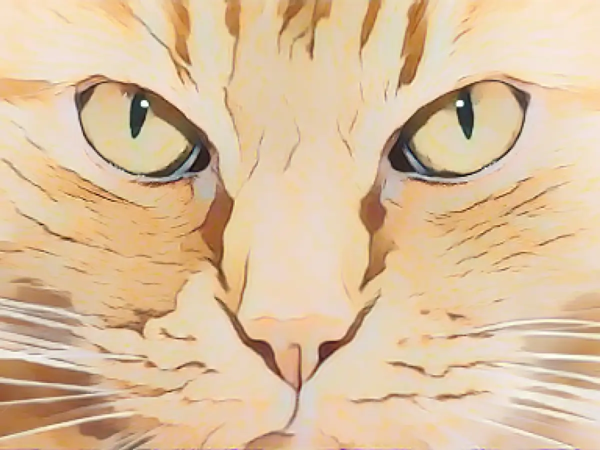 Cats and their "poker face" - Artificial intelligence decodes facial expressions