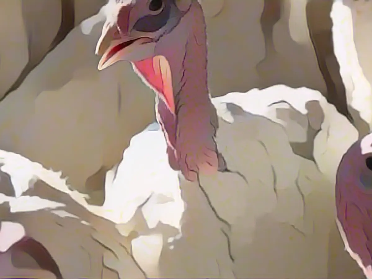 More bird flu outbreaks in poultry farms again